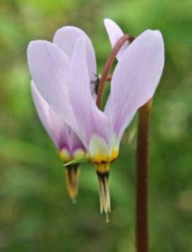 Shooting (star flower Dodecatheon meadia) for planting in garden